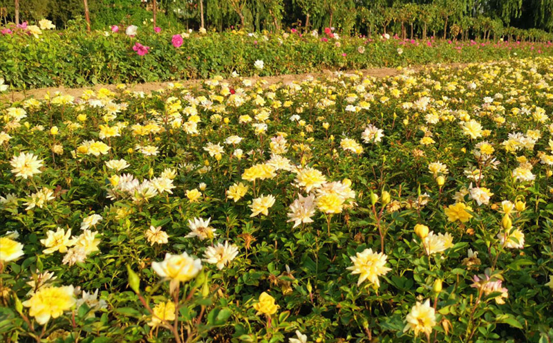 黄月季花展示