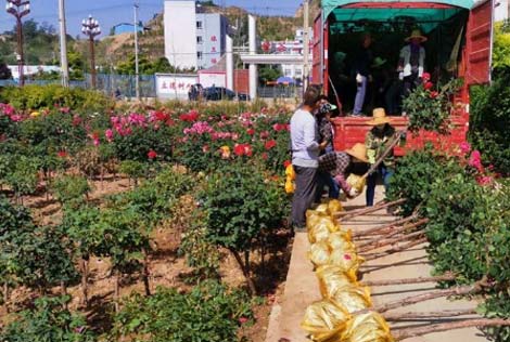 月季园开出“脱贫花”