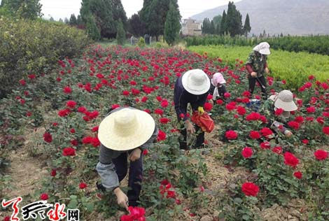 甘谷：两代人的“月季梦”